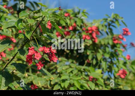 Blühender Wanderbusch (Jatropha integerrima) vor blauem Himmel. Stockfoto