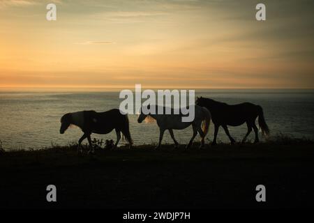 Pferde bei Sonnenuntergang streiten nach Pembrokeshire in südwales Stockfoto