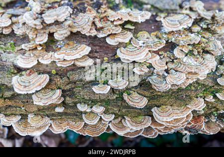 Truthahn-Schwanz-Pilz Byron's Pool LNR Cambridge Stockfoto