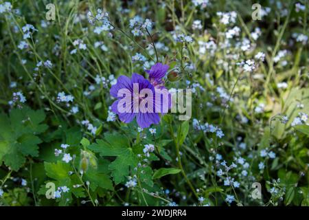 Nahaufnahme von Purple Geranium oder Kranzschnabel und Vergissmeint Myosotis Flowers Stockfoto