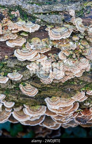 Truthahn-Schwanz-Pilz Byron's Pool LNR Cambridge Stockfoto