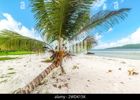 Palme am Meer am Strand von Anse Patates auf der Insel La Digue, Seychellen Stockfoto