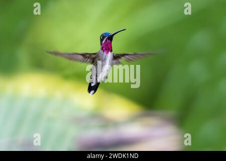 Tropischer Langschnabel-Kolibris Heliomaster longirostris im Flug mit gespreizten Flügeln und glitzerndem rubinfarbenen Hals Stockfoto