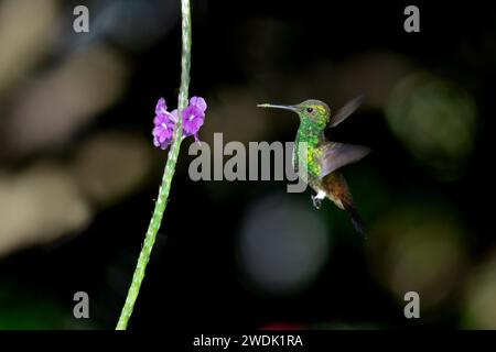 Kupferhaltiger Kolibri, Amazilia-Tabak, schwebt in der Luft neben einer violetten Blume mit schwarzem Bokeh-Hintergrund Stockfoto