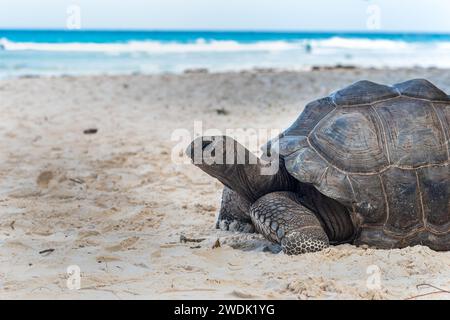 Riesenschildkröte im Sand auf La Digue Island, Seychellen Stockfoto