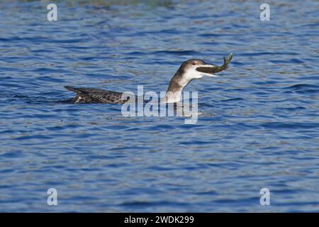 Great Northern Diver alias Common Loon (Gavia imme) juvenile fressende juv Northern Pike (Esox lucius) Fisch Whitlingham CP Norwich Norfolk Januar 2024 Stockfoto