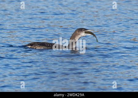 Great Northern Diver alias Common Loon (Gavia imme) juvenile fressende juv Northern Pike (Esox lucius) Fisch Whitlingham CP Norwich Norfolk Januar 2024 Stockfoto