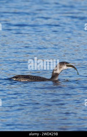 Great Northern Diver alias Common Loon (Gavia imme) juvenile fressende juv Northern Pike (Esox lucius) Fisch Whitlingham CP Norwich Norfolk Januar 2024 Stockfoto