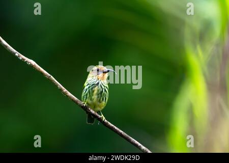 Farbenfrohe und tropische weibliche Purple Honeycreeper, Cyanerpes caeruleus, thront im Regenwald von Trinidad und Tobago Stockfoto