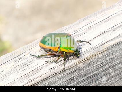 Grüner Junikäfer für Erwachsene - Cotinus nitida - auf hölzernem Zaunbrett. Einheimische Insekten, die von Florida bis zum mittleren westen vorkommen, groß und attraktiv und harml Stockfoto