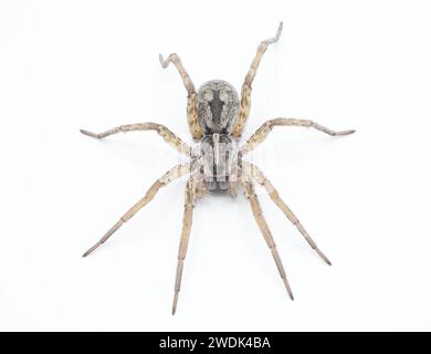 Hogna antitelucana ist eine ziemlich häufige Art der Wolfsspinne in der Familie Lycosidae, isoliert auf weißem Hintergrund. Florida Beispiel: Ansicht von oben vorn Stockfoto