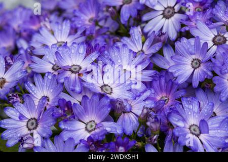 Purple Blue and White Osteospermum, bekannt als Cape Daisy Cape Marguerite, afrikanische Daisy Blüten bedeckt mit Regentropfen Stockfoto