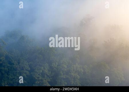 Sonnenaufgang beleuchtet den nebeligen Dschungel an einem Wintermorgen im Jim Corbett National Park, Uttarakhand, Indien Stockfoto