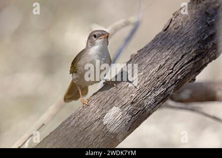 Thamnornis, Nationalpark Tsimanampetsotsa, Madagaskar, November 2023 Stockfoto