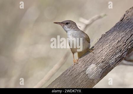 Thamnornis, Nationalpark Tsimanampetsotsa, Madagaskar, November 2023 Stockfoto