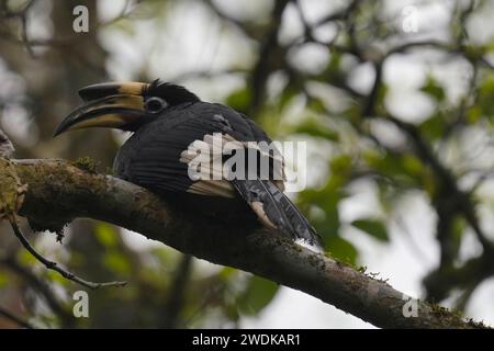 Chitwan, Nepal. Februar 2017. Ein großer Nashornvogel sitzt am Sonntag, den 21. Januar 2024, auf einem Baum entlang der dichten Wälder und Ebenen des Chitwan National Park in Chitwan, Nepal. (Kreditbild: © Skanda Gautam/ZUMA Press Wire) NUR REDAKTIONELLE VERWENDUNG! Nicht für kommerzielle ZWECKE! Stockfoto