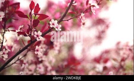 Blühende Äste und Blütenblätter auf unscharfem Hintergrund. Frühjahrskonzept. Stockfoto