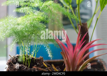 Little Green Spaces – Nahaufnahme einer Mischung aus Zimmerpflanzen auf der Fensterbank eines Hausbesitzers. Stockfoto