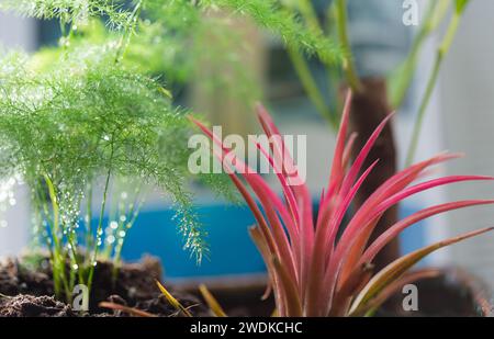 Little Green Spaces – Nahaufnahme einer Mischung aus Zimmerpflanzen auf der Fensterbank eines Hausbesitzers. Stockfoto