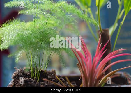 Little Green Spaces – Nahaufnahme einer Mischung aus Zimmerpflanzen auf der Fensterbank eines Hausbesitzers. Stockfoto