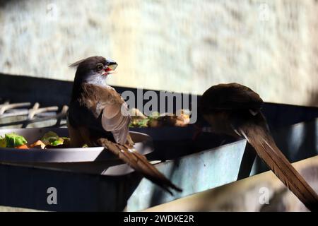 Sprenkeled Mousebird (Colius striatus) ist die größte Art von Mousebird. Sie kommt in den meisten Teilen Zentral-, Ost- und Südafrikas vor Stockfoto