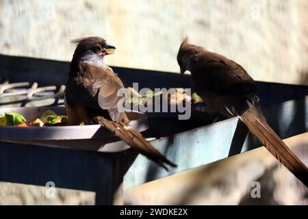 Sprenkeled Mousebird (Colius striatus) ist die größte Art von Mousebird. Sie kommt in den meisten Teilen Zentral-, Ost- und Südafrikas vor Stockfoto