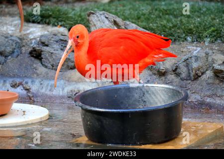 Scarlet Ibis (Eudocimus ruber) ist eine Art von Ibis aus der Vogelfamilie Threskiornithidae. Sie besiedelt das tropische Südamerika und Teile der Karibik Stockfoto
