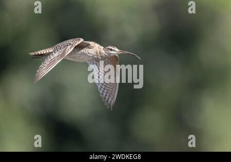 (Sierpe, Costa Rica--21. Dezember 2023) Whimbrel (newmenius phaeopus) in der Humedal Nacional Térraba-Sierpe Mangrove, Costa Rica. Foto Copyrigh Stockfoto