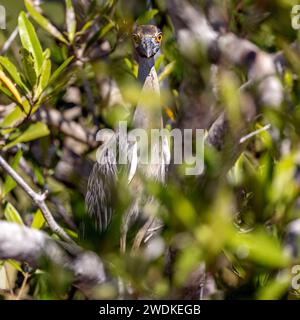 (Sierpe, Costa Rica--21. Dezember 2023) Gelbgekrönter Nachtreiher (Nyctanassa violacea) in der Humedal Nacional Térraba-Sierpe Mangrove, Costa Rica. Stockfoto