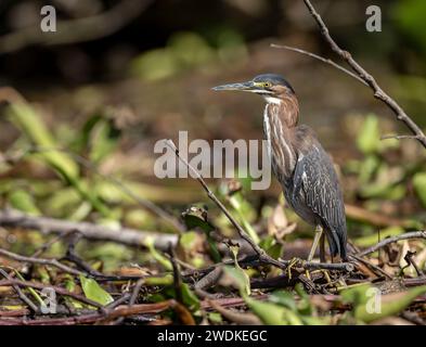 (Sierpe, Costa Rica--21. Dezember 2023) Grüner Reiher (Butorides virescens) in der Humedal Nacional Térraba-Sierpe Mangrove, Costa Rica. Fotokopie Stockfoto