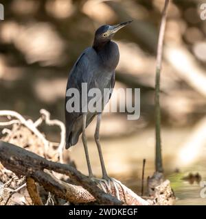 (Sierpe, Costa Rica--21. Dezember 2023) kleiner blauer Reiher (Eretta caerulea) auf dem Fluss Sierra in der Humedal Nacional Térraba-Sierpe Mangrove, Cost Stockfoto