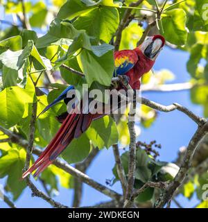 (Sierpe, Costa Rica--21. Dezember 2023) Scharlach (ara macao) am Fluss Sierra in der Humedal Nacional Térraba-Sierpe Mangrove, Costa Rica. Pho Stockfoto