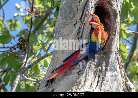 (Sierpe, Costa Rica--21. Dezember 2023) Scharlach (ara macao) am Fluss Sierra in der Humedal Nacional Térraba-Sierpe Mangrove, Costa Rica. Pho Stockfoto