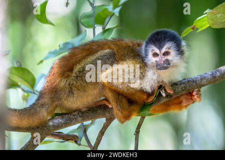 (Sierpe, Costa Rica--21. Dezember 2023) Eichhörnchenaffe auf dem Fluss Sierra in der Humedal Nacional Térraba-Sierpe Mangrove, Costa Rica. Stockfoto