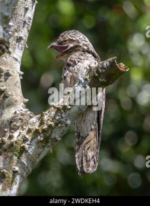 (Sierpe, Costa Rica--21. Dezember 2023) Gemeiner Potoo (Nyctibius griseus) am Fluss Sierra in der Humedal Nacional Térraba-Sierpe Mangrove, Costa Ri Stockfoto