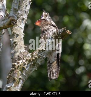 (Sierpe, Costa Rica--21. Dezember 2023) Gemeiner Potoo (Nyctibius griseus) am Fluss Sierra in der Humedal Nacional Térraba-Sierpe Mangrove, Costa Ri Stockfoto