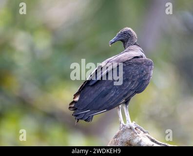 (Sierpe, Costa Rica--21. Dezember 2023) Schwarzer Geier (coragyps atratus) am Fluss Sierra in der Humedal Nacional Térraba-Sierpe Mangrove, Costa Ri Stockfoto