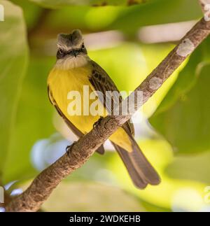 (Sierpe, Costa Rica--21. Dezember 2023) Graukappenfänger (myiozetetes granadensis) auf dem Fluss Sierra im Humedal Nacional Térraba-Sierpe Ma Stockfoto