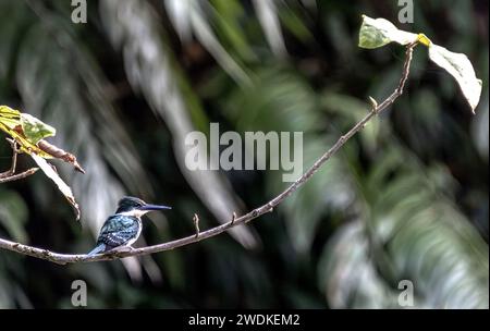 (Drake Bay, Costa Rica--22. Dezember 2023) Green Kingfisher (Chloroceryle americana) am Agujitas River im Drake Bay Wilderness Resort, Costa R. Stockfoto