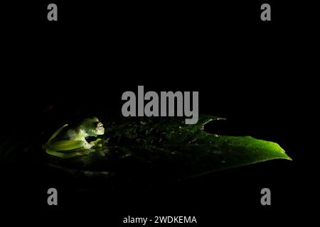 Kermit Frosch Glasfrosch auf einem Blatt im Regenwald bei Nacht, Drake Bay, Costa Rica Stockfoto