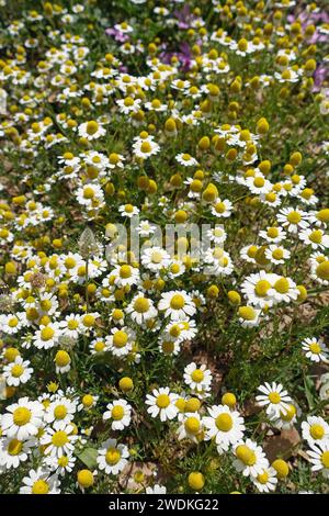 Kamillenblüten und blühende Pflanzen. Frühlingsnatur in Blüte. Stockfoto