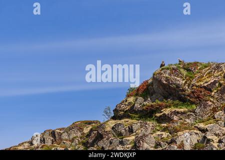 Ein Paar Seeadler, männlich und weiblich, steht auf einem moosigen Felsvorsprung auf den Lofoten, unter dem weiten blauen Himmel. Norwegen Stockfoto