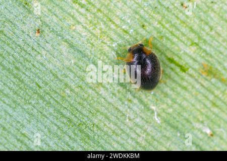 Marienkäfer Coccinellidae, Scymnus sp., gefunden auf Mauritius. Stockfoto