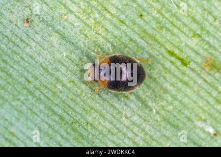 Marienkäfer Coccinellidae, Scymnus sp., gefunden auf Mauritius. Stockfoto