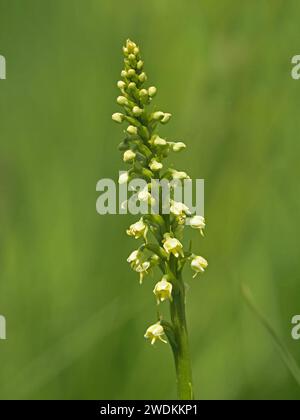 Gelb-grüne Blüten der kleinen Weißen Orchidee (Pseudorchis alba) auf Blütenspitzen, die wild in den italienischen Alpen, Italien und Europa wachsen Stockfoto