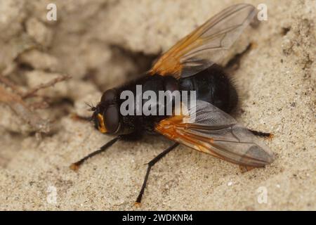 Natürliche dorsale Nahaufnahme einer farbenfrohen schwarzen Fliege am Mittag oder Mittag, Mesembrina meridiana Fliege, die auf dem Boden auf dem Feld sitzt Stockfoto