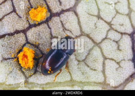 Winziger Ciidae-Käfer, der in Klammerpilzen auf Mauritius gefunden wurde. Stockfoto