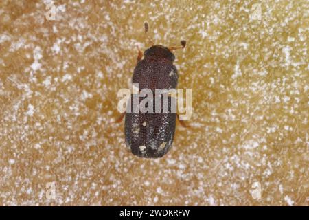 Der winzige Ciidae-Käfer Tropicis sexcarinatus, der in Klammerpilzen auf Mauritius gefunden wurde. Stockfoto