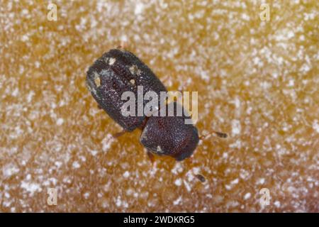 Der winzige Ciidae-Käfer Tropicis sexcarinatus, der in Klammerpilzen auf Mauritius gefunden wurde. Stockfoto