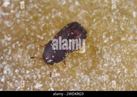 Der winzige Ciidae-Käfer Tropicis sexcarinatus, der in Klammerpilzen auf Mauritius gefunden wurde. Stockfoto